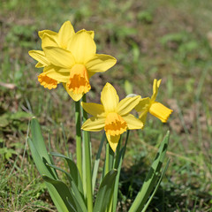 Narzissen, Narcissus