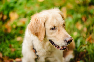 red dog Labrador on green background