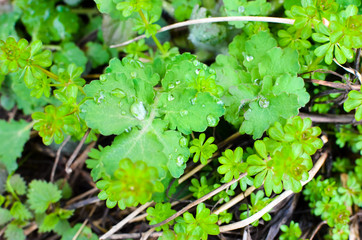 spring green plants at the ground