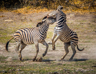 Fototapeta na wymiar Zebras Horsing Around