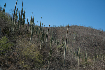 Cactuses in Mexico, Oaxaca