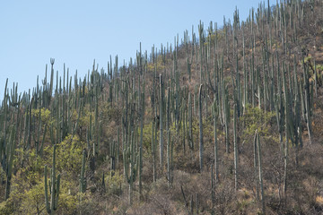 Cactuses in Mexico, Oaxaca