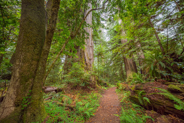 Green thickets in the forest of old-growth sequoias. Beautiful ferns grow between huge trees. Redwood national and state parks. California, USA