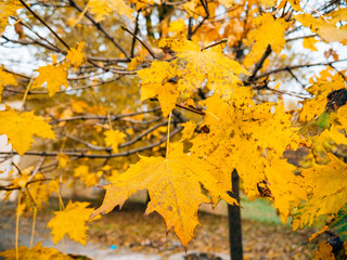Fototapeta na wymiar Yellow autumn leaves on a maple tree. Zaporozhye, park Oak Grove, Ukraine.