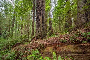 Green thickets in the forest of old-growth sequoias. Beautiful ferns grow between huge trees. Redwood national and state parks. California, USA