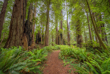 Green thickets in the forest of old-growth sequoias. Beautiful ferns grow between huge trees. Redwood national and state parks. California, USA