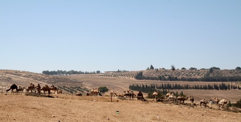Kamelherde Jordanien