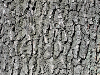 oak bark tree background close up shot of detail