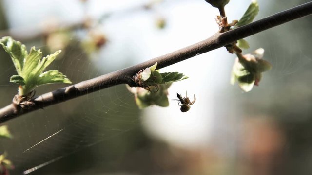 Small spider eating fly on branch of prunus triloba full of buds during early spring