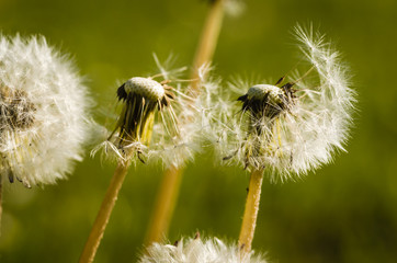 dandelion