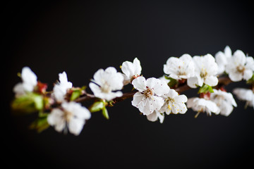 Fototapeta na wymiar Branch of blooming spring apricots