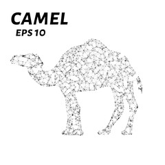 Camel consists of points, lines and triangles. The polygon shape in the form of a silhouette of a camel on a white background. Vector illustration.
