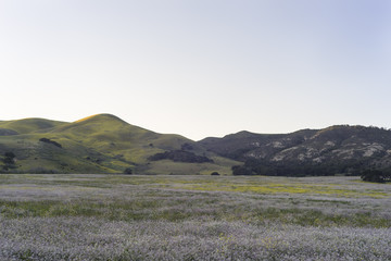 Obraz premium Spring bloom