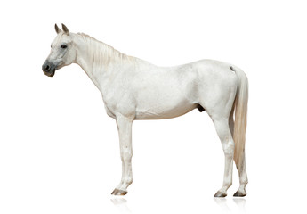 Obraz na płótnie Canvas white arabian stallion