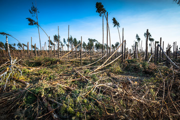 Destroyed forest as an effect of strong storm