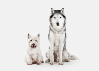 Dog. Siberian Husky and West Highland White Terrier on white background