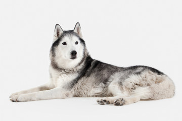 Dog. Siberian Husky on white background