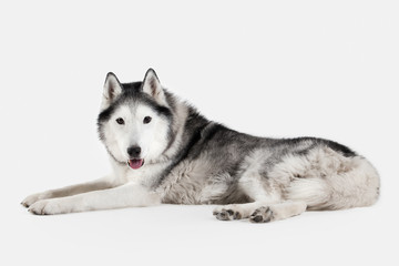 Dog. Siberian Husky on white background