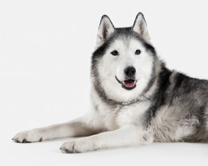 Fototapeta premium Dog. Siberian Husky on white background