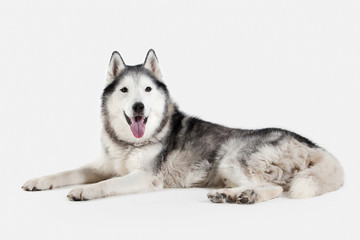 Dog. Siberian Husky on white background