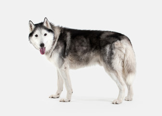 Dog. Siberian Husky on white background
