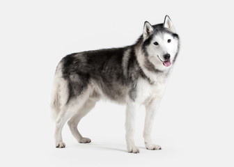 Dog. Siberian Husky on white background © dionoanomalia