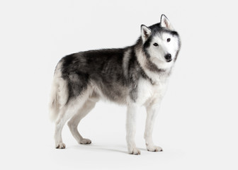 Dog. Siberian Husky on white background