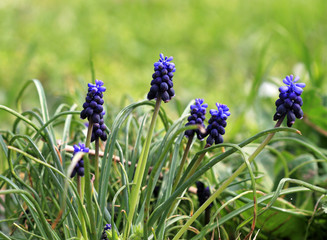 Мышиный гиацинт или мускари 