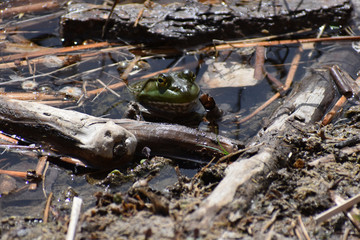 bullfrog