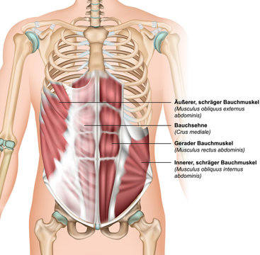 Bauchmuskeln oben mit Beschreibung deutsch - latain, vektor illustration
