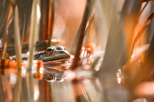 Wasserfrosch im Gegenlicht
