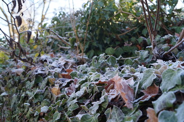 Frost