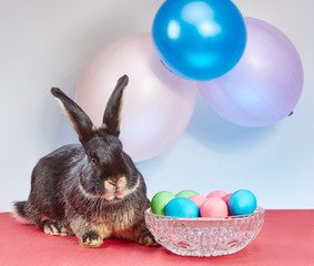 Beautiful black rabbit near Easter eggs in a vase
