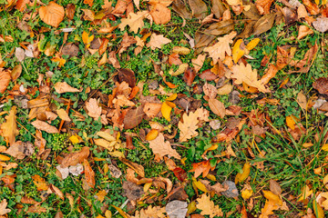 Texture of autumn leaves. Yellow oak leaf litter on the floor in the park or forest. fallen oak leaves