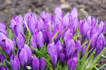 purple crocuses in the garden.