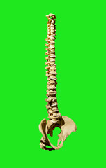The  spine is shot separately on a green background