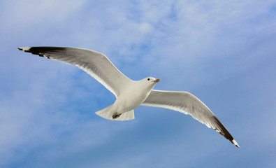 Fototapeta na wymiar Seagull in the sky