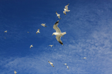 Flock of seagulls in the sky