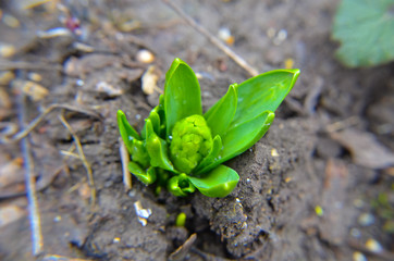 Baby tree of hyacinthus flower in the garden