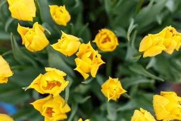 Obraz na płótnie Canvas Tulip farm in the spring.