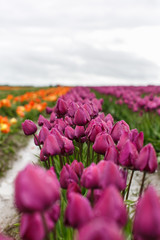 Tulip farm in the spring.