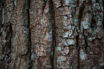Tree bark texture