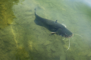 Fototapeta premium Catfish / Catfish foraging in mid-water