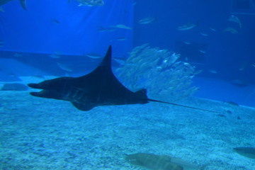 Fototapeta premium マンタ