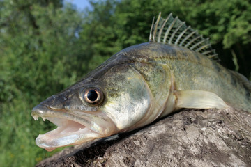 Zander / Zander close-up