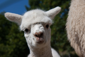 Bébé Alpaga à la Bresse