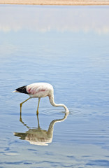 Feeding Flamingos / Flamingo in the Altiplano 