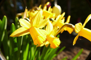 Narzisse im Fr&uuml;hling