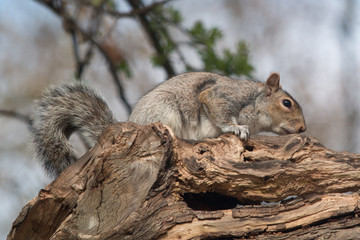 Ecureuil à Hyde Park