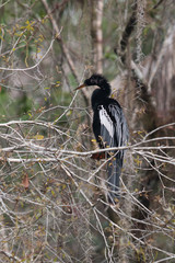 Cormoran dans les Everglades